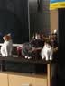 鲜朗主食猫条磷虾三文鱼油营养全价成猫幼猫湿粮无添加非零食补水湿粮 混合口味【12g/支】 96支【畅享装】 实拍图