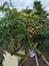 佳沛（zespri）新西兰  阳光金奇异果6粒装 单果约88-103g 猕猴桃水果 实拍图