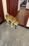 蒙贝 香酥牛棒骨  狗狗零食 中型犬磨牙棒 洁齿骨耐咬除垢 100g*5支 实拍图