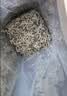 京东京造张家界特级莓茶250g 头采新茶野藤茶龙须芽尖土家生霉茶 实拍图