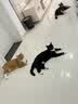 冠能猫粮成猫猫粮三文鱼味7kg 全价猫粮 稳固免疫 适口性强 实拍图