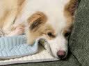 冠能狗粮大中型犬成犬狗粮2.5kg 全价狗粮 稳固免疫  实拍图