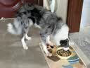 普安特猫咪狗狗宠物复合维生素片维生素b皮肤病视力衰退掉毛美毛金维葆 实拍图