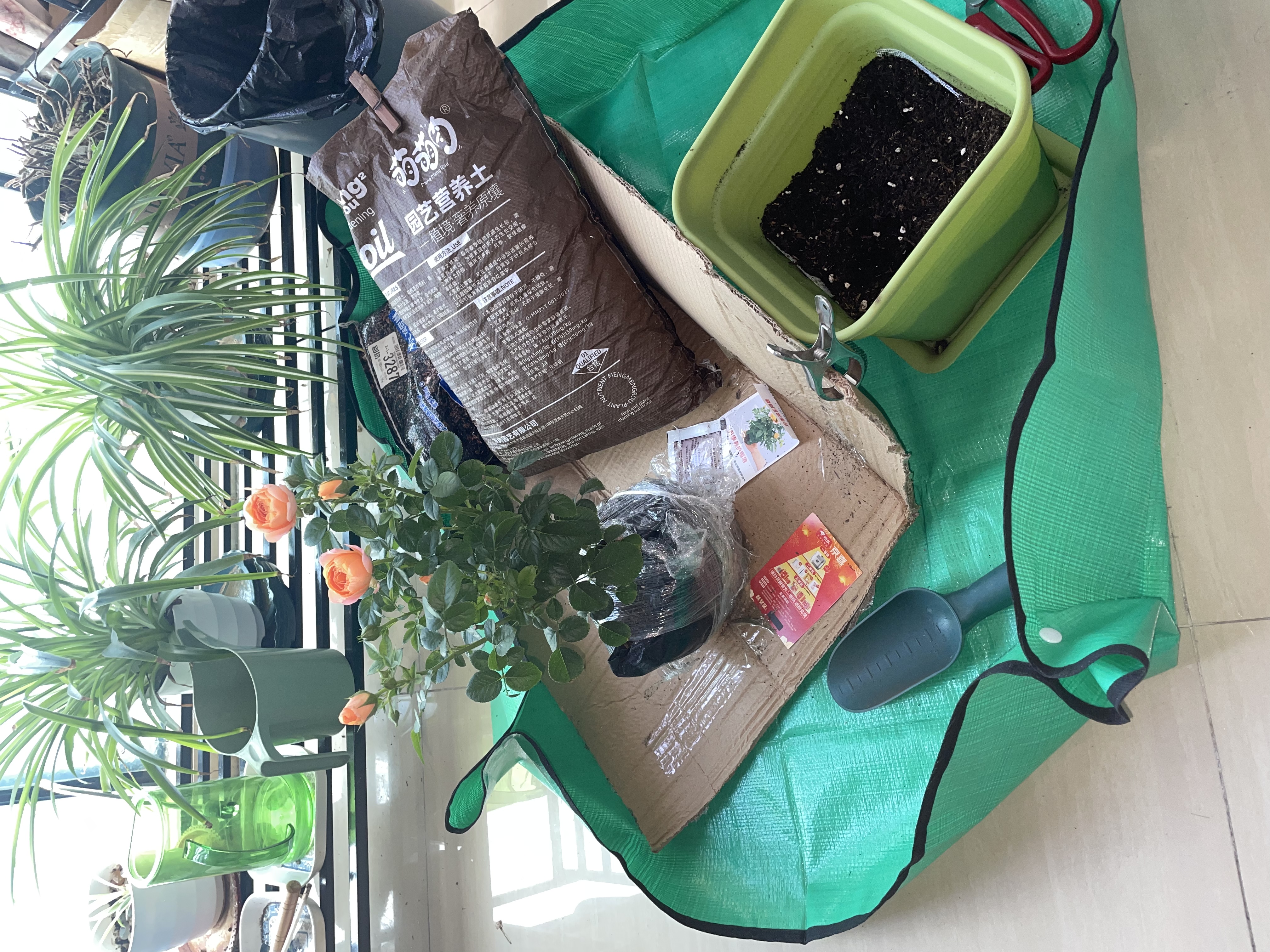 果汁阳台月季花苗四季开花卉盆栽绿植物室内花易活玫瑰带花苞庭院 果汁阳台【大花浓香，月月开分枝多】 【带花苞】【盆口径15cm】原盆冠25高35 实拍图
