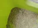 城市理享樱花白茶豆腐膨润土木薯混合猫砂2.5kg*4 除臭低尘瞬吸结团不粘底 实拍图