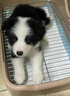 宁宠 边牧犬边牧幼犬陨石色活体边境牧羊犬幼崽宠物狗狗活体狗 宠物级 实拍图