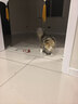 HELLOJOY猫咪玩具自嗨解闷神器智能电动逗猫球自动逗猫棒幼猫遛猫消耗体力 实拍图