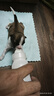 拜达尔狗狗羊奶粉初生幼犬成犬老年犬康复奶狗全阶段营养补充狗狗专用 实拍图