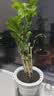 绿有意绿植盆栽多肉花卉盆栽植物室内桌面水培绿植办公室客厅植物懒人 清新3盆】栀子花+九里香+金枝玉叶 实拍图
