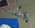 网易严选全价猫粮4.0 主粮成幼猫驼羊奶易消化促吸收 鸡肉羊奶味1.5kg*4袋 实拍图