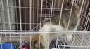 贝初众猫笼子猫咪折叠猫笼家用猫笼子双层大号猫屋宠物笼带厕所一体大猫 60*42*50cm【双层】幼猫大空间 【折叠免安装】豪华大空间/带厕所 加粗加密/真材实料 实拍图
