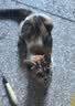 皇家幼猫奶糕猫粮 离乳期孕猫BK34通用粮 1-4月增强免疫亲肠胃助消化 【1-4月与孕期】BK34猫奶糕 400g+猫罐头88g*3罐 实拍图