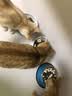 狼弈冻干猫零食鸡肉粒鸡胸肉营养宠物狗狗猫咪零食毛重660g大桶 【超划算】桶装冻干鸡肉粒【660g/桶】*4桶 实拍图