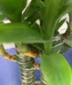 尔苗儿童种植阳光房玩具女孩6-10岁科学实验套装男孩儿童7-13生日礼物 阳光房双层-10包种子+工具包 实拍图