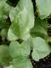 爱普生004系列T00U1-U4原装墨水套装（适用L125X/L325X/L326X/L355X/L529X/L315X/L316X/L135X/L335X系列等） 实拍图