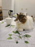 地狱厨房猫零食宠物原切冻干零食宠物零食犬猫零食通用冻干鳕鱼 15g*10包 实拍图