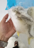 鲜京采南海金鲳鱼净重2斤/3条装BAP认证海鲜真空纯鱼肉【京东自有品牌】 实拍图