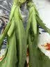 七鲜24小时富硒大叶茼蒿 200g 实拍图
