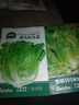 北蔬 意大利生菜种子苗四季速生阳台种菜籽 意大利生菜种子3g约1800粒 实拍图