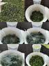 惠聚春秋参赛安溪铁观音特级2026新茶浓香型乌龙茶礼盒450g中秋教师节送礼 实拍图