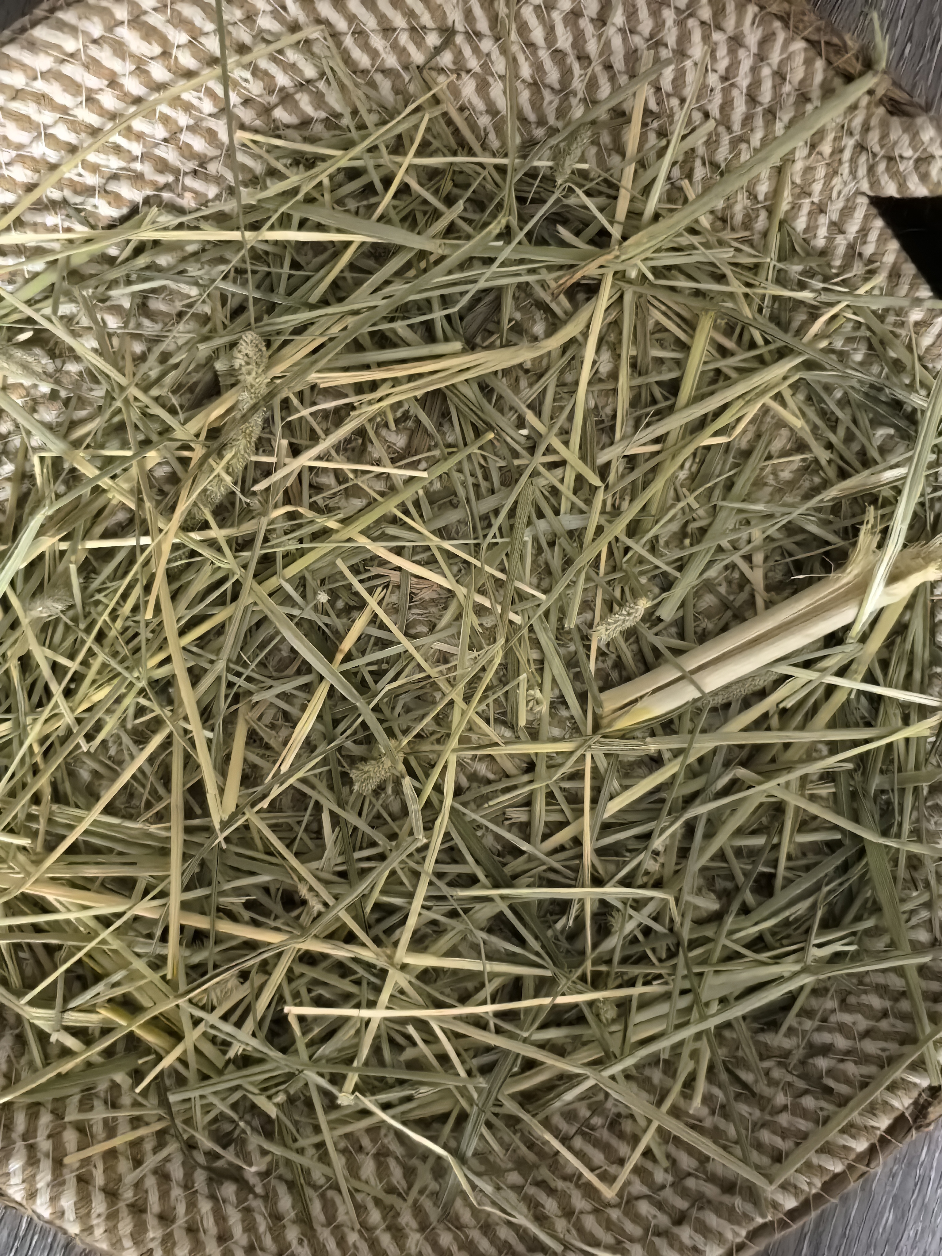 BCM美国进口一番晒干提摩西草兔草美提荷兰猪龙猫牧草兔子草兔粮500g 实拍图