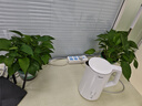 京东绿植绿萝盆栽除甲醛花卉绿植办公室新房净化空气180加仑4盆装源头直发 实拍图