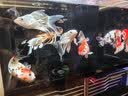 备能鱼盐水族专用盐观赏鱼鱼缸盐杀菌净水养鱼用海盐水质净化剂 4斤 实拍图