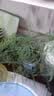 文竹盆栽绿植花卉盆景植物室内客厅水培文松云竹文竹大苗四季常青 小文竹【2棵更实惠】原土球发货 高度15-25cm 实拍图