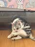 霍曼（Homerun）宠物智能三代饮水机Pro 猫咪饮水机无线杀菌水泵自动循环流动水 实拍图