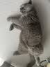 麦富迪猫罐头 红肉猫罐头猫咪零食成幼猫补水亮毛吞拿鱼鸡肉170g*24罐 实拍图