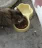 蓓恩 猫粮成猫幼猫全价主粮装英短全阶段天然粮10斤装 实拍图