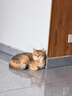 皇家猫粮 室内成猫粮 I27 通用粮 12月以上 4.5KG 实拍图