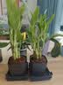 富贵竹盆栽植物室内净化空气绿植荷花竹办公室桌面四季好养小盆栽 荷花竹+节节高升盆+方底座【1盆】 盆口直径约8cm 实拍图