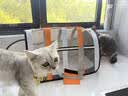 HELLOJOY猫包外出宠物便携单肩书包太空舱背包狗狗猫咪猫笼子外带携带用品 实拍图