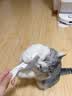 柒哦猫梳子跳蚤梳猫咪除蚤排梳狗狗梳子去跳蚤梳密齿梳神器猫用品 大除蚤排梳【大号】 实拍图