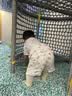 碧芭宝贝盛夏光年Pro拉拉裤XXL码28片(≥15kg)学步裤尿不湿夏天超薄透气 实拍图