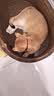 灵宠物语猫玩具猫项圈可调节大小猫咪外出逗猫牵引绳逗猫猫宠物用品 实拍图