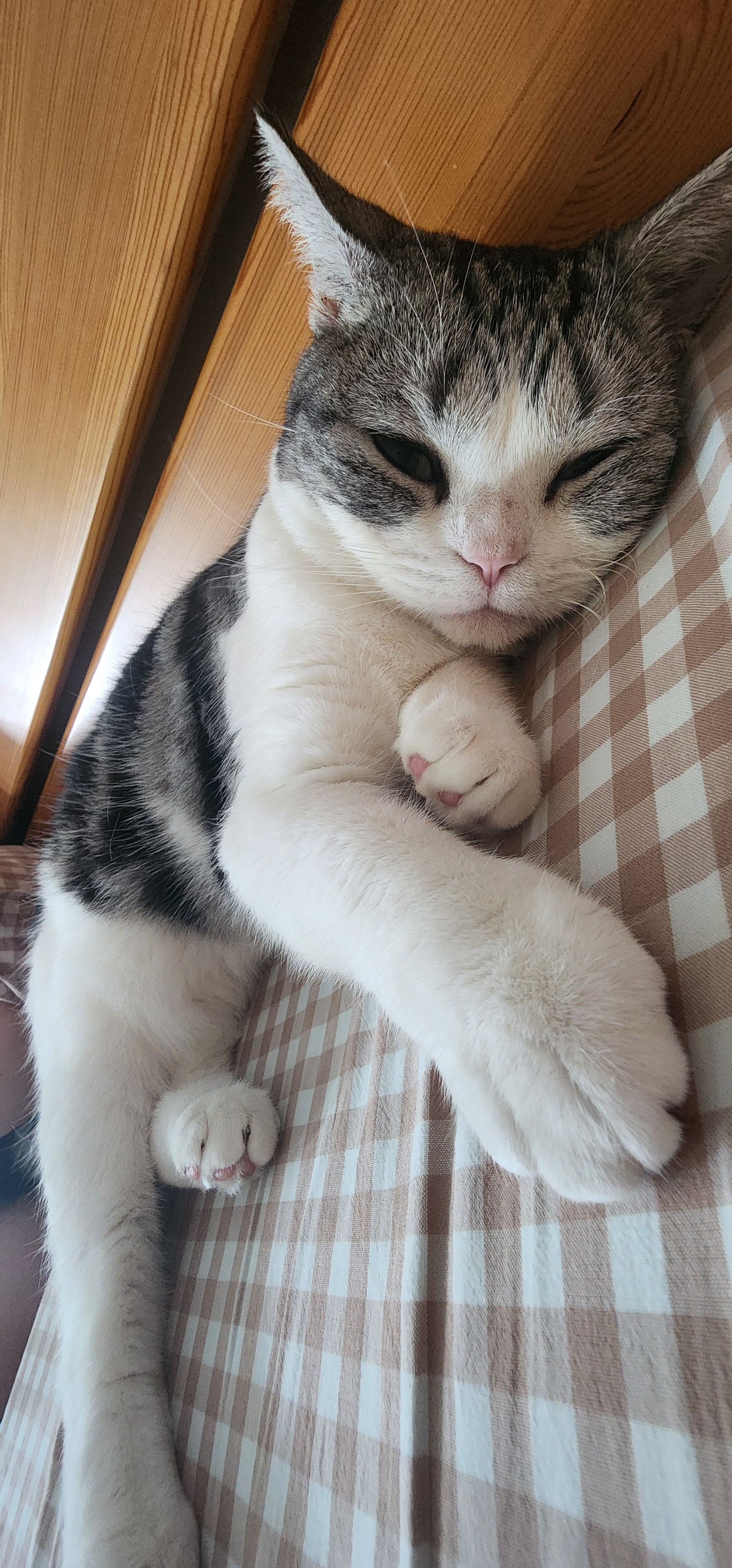 BOTH鲜肉猫粮 乳鸽鸡肉冻干 幼猫成猫全阶段 冻干夹心猫粮2kg 实拍图