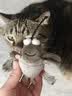 贵为（GiGwi）电动发逗猫玩具小猫幼猫磨牙耐咬自嗨解闷宠物玩具逗猫棒 实拍图