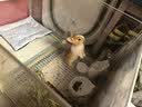 蔻丝全景兔笼子家用大空间带厕所荷兰猪豚鼠侏儒兔少越狱京东自营 实拍图