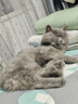 奥丁（ODIN）猫粮 鲜肉美毛 幼猫成猫美短英短蓝猫暹罗猫 鱼肉味天然猫粮2kg 实拍图