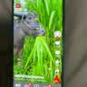 荣耀X70 焕新版 8+256 旭日金 十面抗摔 8300mAh青海湖电池 IP69防水 荣耀绿洲护眼屏 AI手机 国家补贴 实拍图