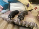 伯纳天纯小型成犬粮泰迪比熊博美天然粮樱桃味狗粮10kg/20斤 实拍图