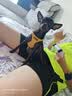 petlimit小狗狗牵引绳背心式遛狗绳狗链子小型幼犬泰迪宠物胸背带 黄色XXS 实拍图