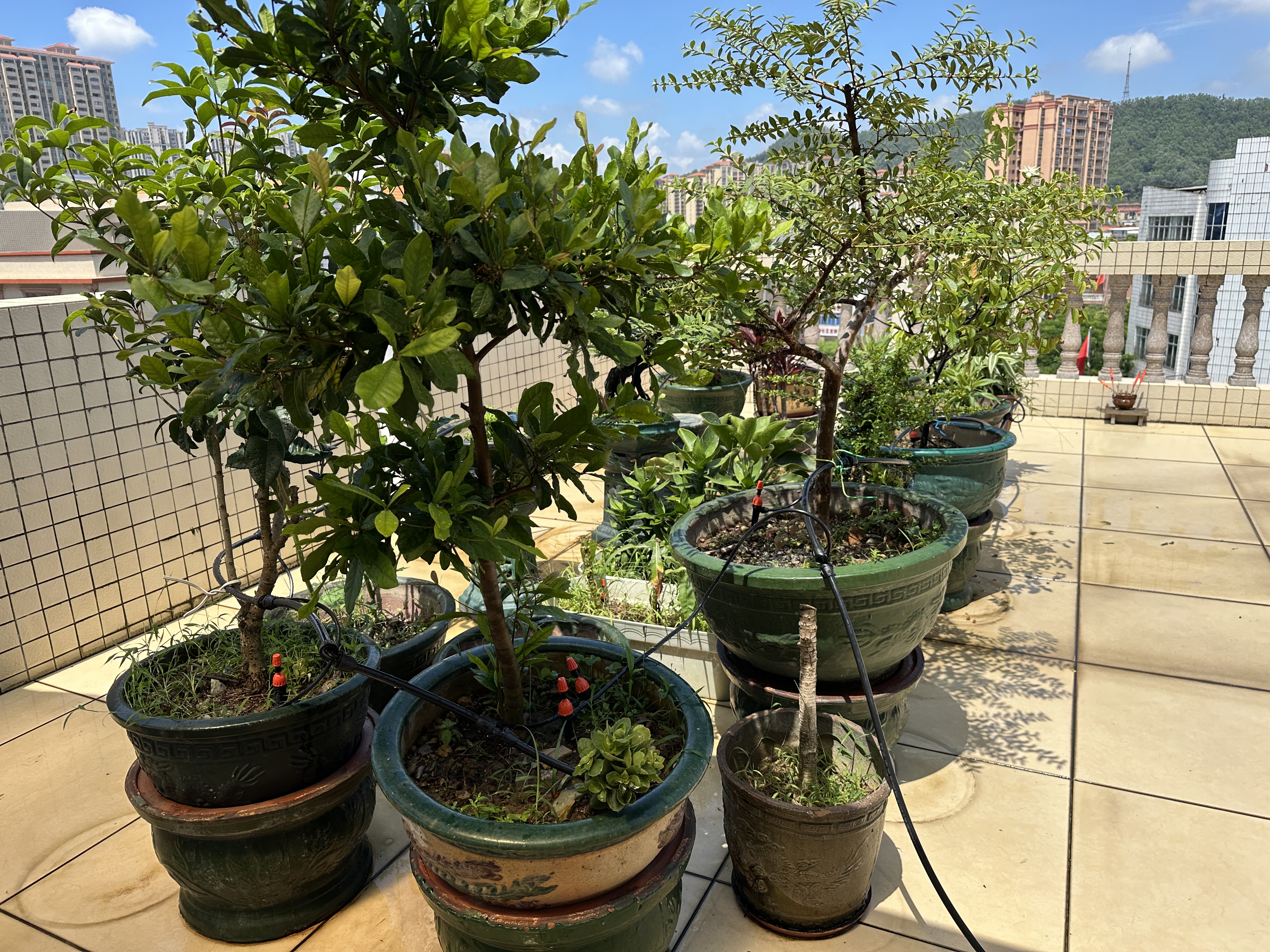 耐德斯特中文大屏自动浇花器定时浇水神器智能灌溉控制器+两用喷头20组 实拍图