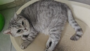 pidan木薯植物猫砂 含10%小苏打抑菌结团好 可混矿砂等猫砂用2.4kg*6包 实拍图