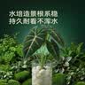 史丹利白石子水培石子天然铺面石白色鹅卵石原石庭院石头造景花盆 5斤 实拍图