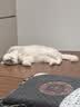 多特思猫零食猫条200支混合口味0肉粉0诱食剂猫咪鱼油罐头湿粮 实拍图