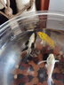 金鱼活体观赏鱼锦鲤草金鱼冷水鱼黑金锦鲤黄金锦鲤白金锦鲤小型鱼 6-8cm黑+白+黄+红各一条【共4条】 实拍图