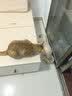 优基（YJ）猫粮冻干生骨肉成猫幼猫奶糕无谷全价全期主食三文鱼鸡肉双拼营养 生骨肉冻干猫粮10kg20斤大袋 实拍图
